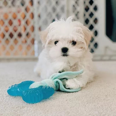Nylabone® Puppy Teething Freezer Chew Dog Toy, Peanut Butter Flavor
