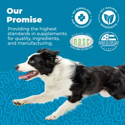 Glandex® Daily Prebiotic & Probiotic Digestive Health Soft Chews for Dogs - Bacon, 60 count