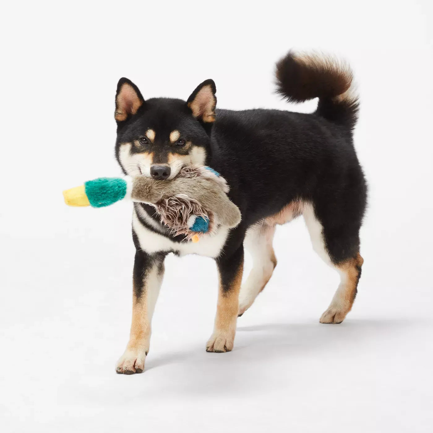 Joyhound® Crazy Comfy Realistic Duck Plush Squeaker Dog Toy