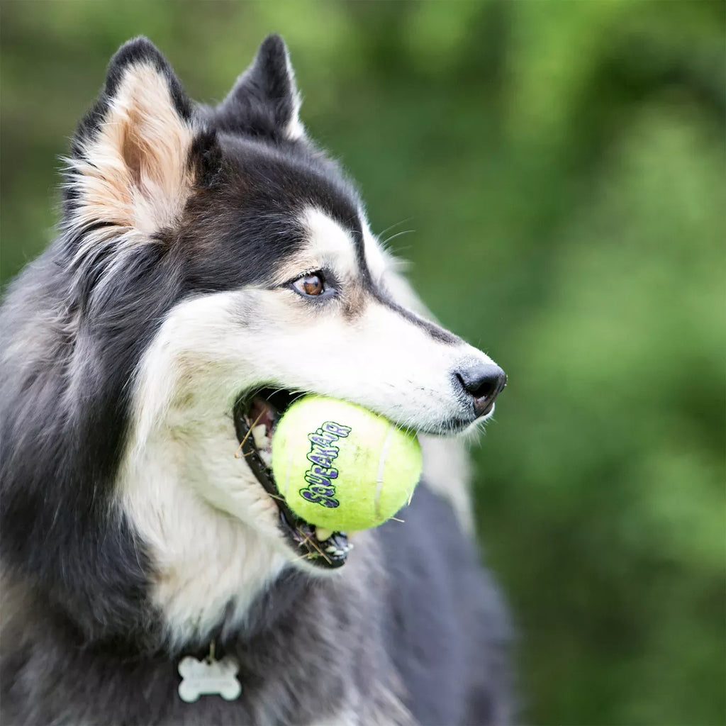 KONG® AirDog® Tennis Ball Set Squeaker Dog Toy - 3 Pack