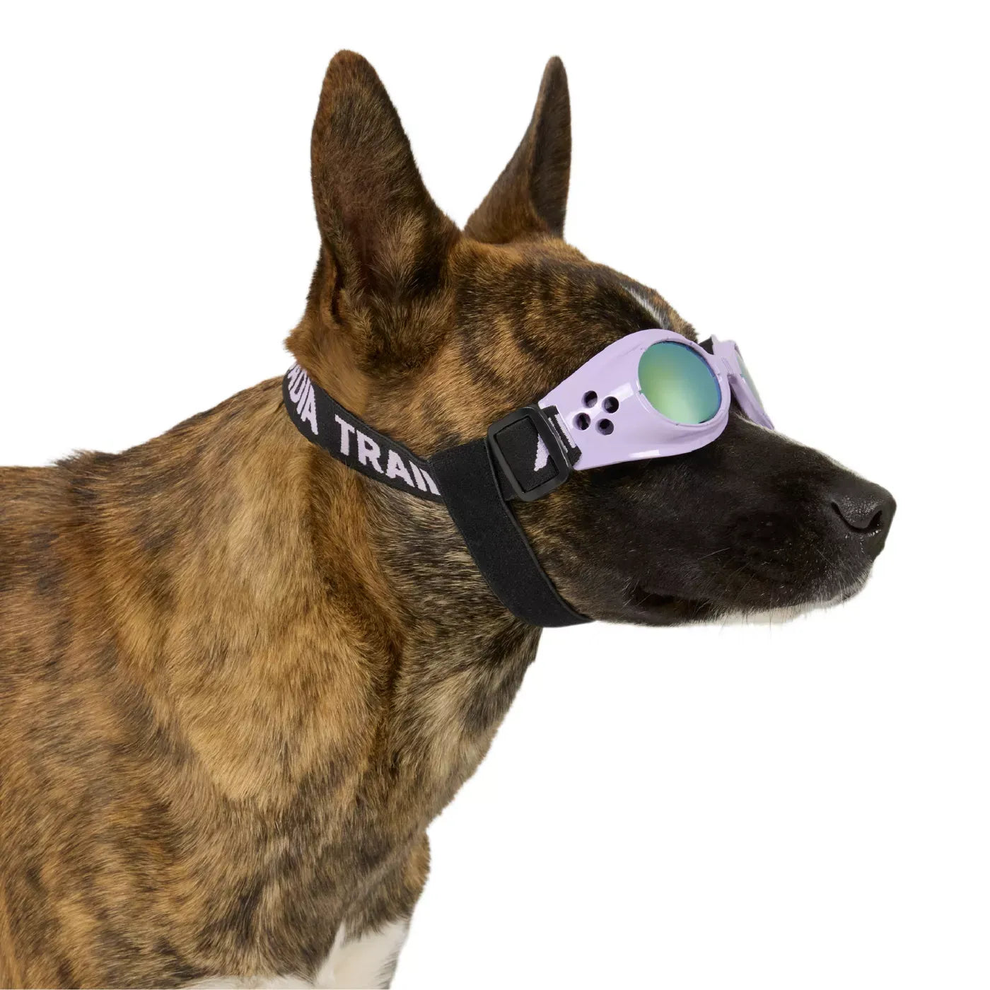 Arcadia Trail® UV Goggles