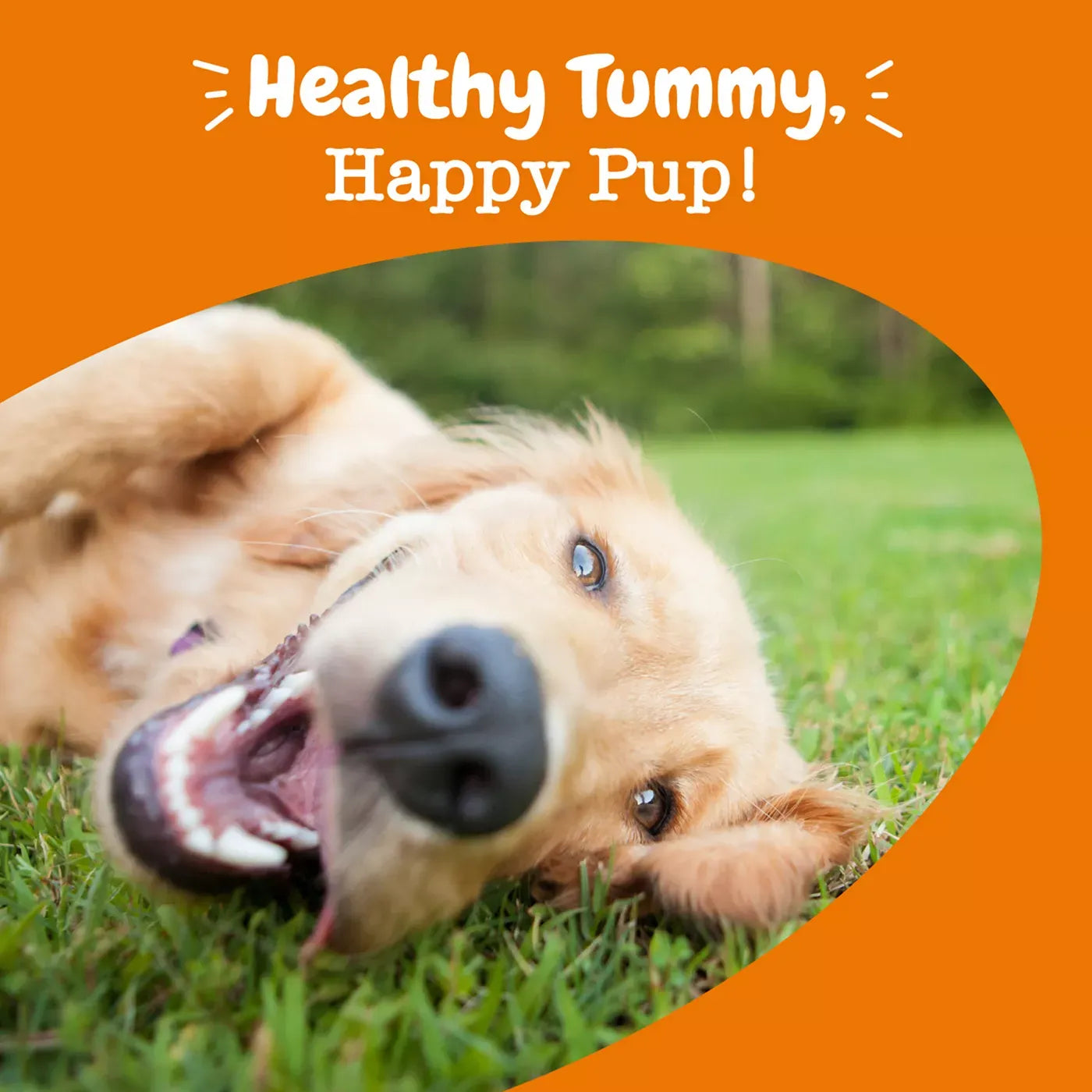 Zesty Paws Probiotic Chews - Pumpkin