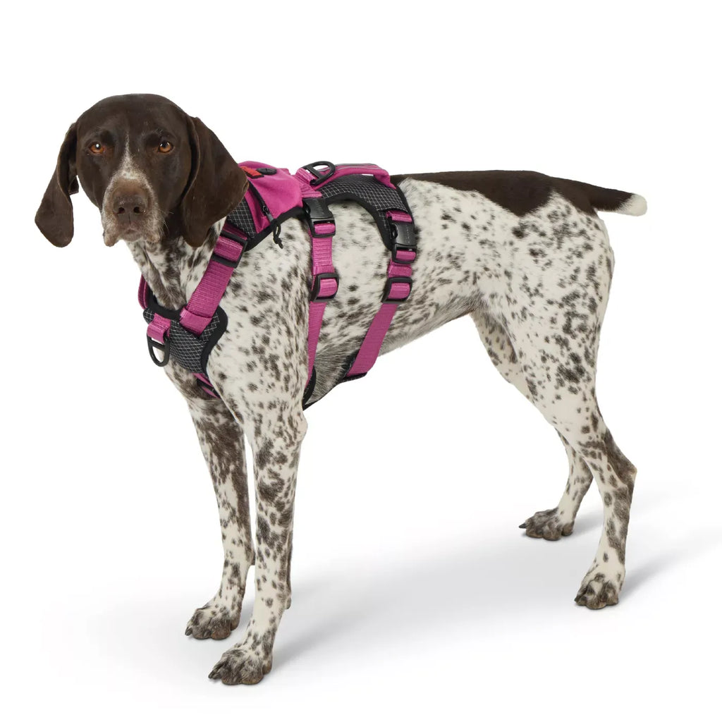Kong® Safety Adjustable Dog Harness