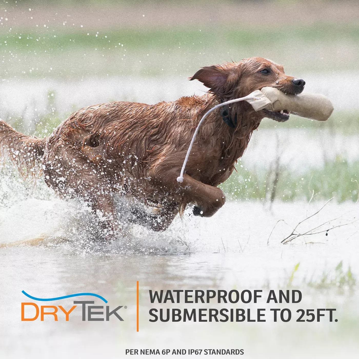 SportDOG® Brand NoBark 10 Collar - Rechargeable - Waterproof & Submersible - Black