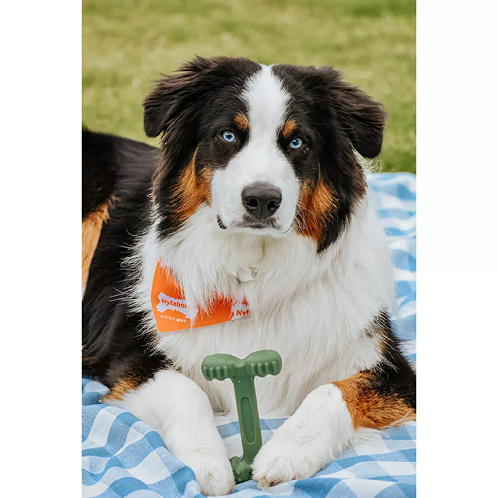 Nylabone® Power Chew Durable Dog Toy, Bacon Flavor