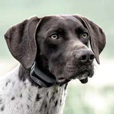 SportDOG® Brand SportHunter 825X Shock Collar - 1/2 Mile Range - Static/Vibrate/Tone